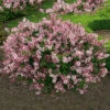 Dvärgsyren 'Palibin' -Garden Supplies Sales 2024 dvargsyren syringa mayeri palibin