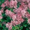 Dvärgsyren, Syringa Meyeri 'Palibin', 80-90 Cm -Garden Supplies Sales 2024 dvargsyren syringa meyeri palibin