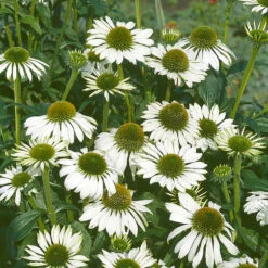 Röd Solhatt 'Alba' 7 Röd Solhatt 'Alba' -Garden Supplies Sales 2024 echinacea purpurea alba rudbeckia