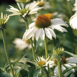 Röd Solhatt 'Alba' 6 Röd Solhatt 'Alba' -Garden Supplies Sales 2024 echinacea purpurea alba solhatt rudbeckia 1