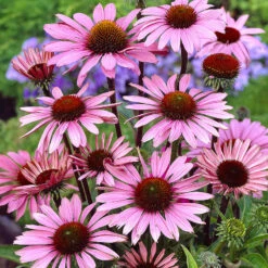 Röd Solhatt 'Magnus' -Garden Supplies Sales 2024 echinacea purpurea magnus rod solhatt