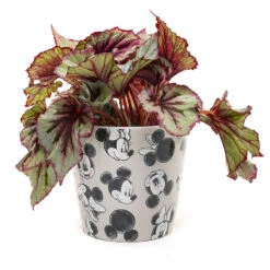 Eco Bambukruka 3-set Mickey, Grå 9 Eco Bambukruka 3-set Mickey, Grå -Garden Supplies Sales 2024 eco bambukruka disney gra