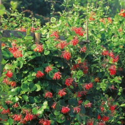 Eldkaprifol 'Dropmore Scarlet'