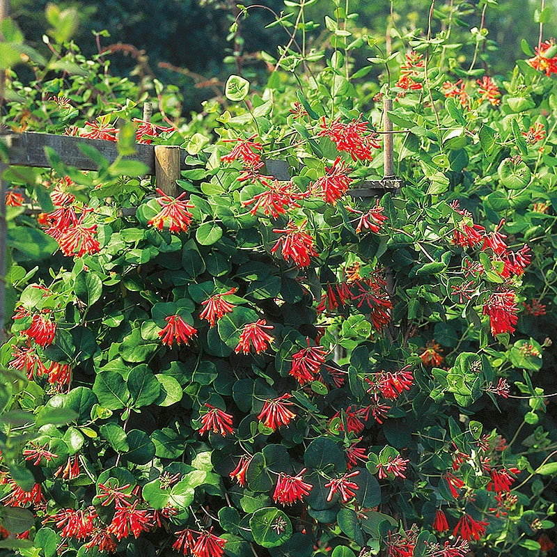 Eldkaprifol 'Dropmore Scarlet' 3 Eldkaprifol 'Dropmore Scarlet'