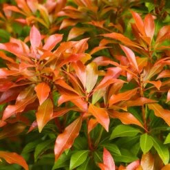Eldröd Buskrosling 'Forest Flame', 3-pack 7 Eldröd Buskrosling 'Forest Flame', 3-pack -Garden Supplies Sales 2024 eldrod buskrosling forest flame 3 1