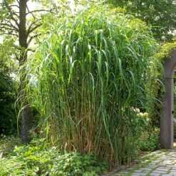 Elefantgräs, Elefantmiskantus