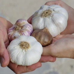 Elefantvitlök, Sättvitlök -Garden Supplies Sales 2024 elefantvitlok och andra vitlokar