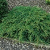 En 'Green Carpet' 30-35 Cm 1 En 'Green Carpet' 30-35 Cm -Garden Supplies Sales 2024 en green carpet