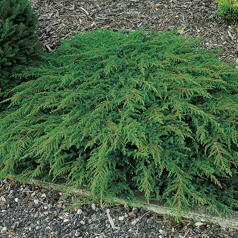 En 'Green Carpet' 30-35 Cm 3 En 'Green Carpet' 30-35 Cm