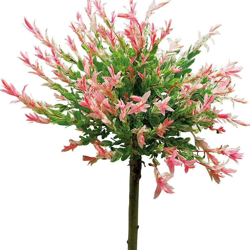 Eukalyptusvide 'Hakuro Nishiki', 60 Cm 4 Eukalyptusvide 'Hakuro Nishiki', 60 Cm - Image 2