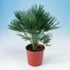 Europeisk Dvärgpalm, 50-60 Cm -Garden Supplies Sales 2024 europeisk dvargpalm 60 70 cm