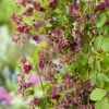 Fembladig Akebia -Garden Supplies Sales 2024 fembladig akebia quinata