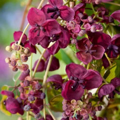 Fembladig Akebia -Garden Supplies Sales 2024 fembladsakebia klattervaxt