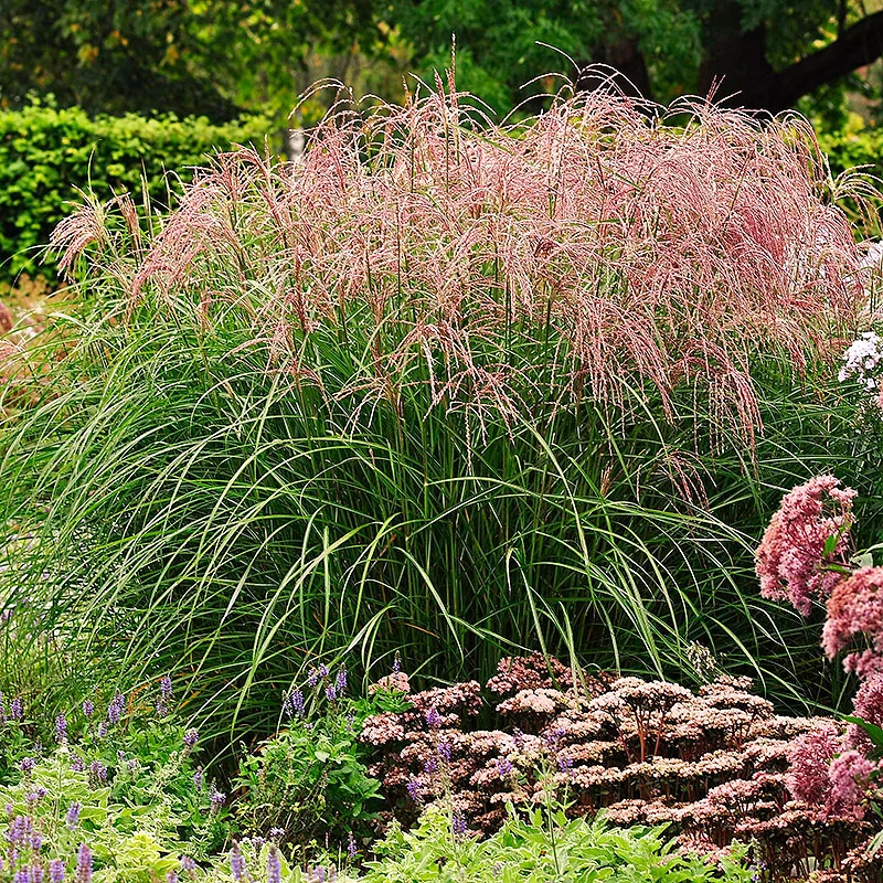 Glansmiskantus 'Ferner Osten' 4 Glansmiskantus 'Ferner Osten' - Image 2