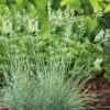 Blåsvingel 'Elijah Blue', 6-pack -Garden Supplies Sales 2024 festuca glauca elijah blue blasvingel