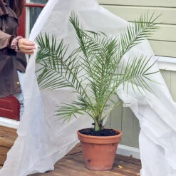 Fiberduk 50 G, 1,6x10m - 16kvm -Garden Supplies Sales 2024 fiberduk tackning av palm