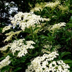 Fläder 10-pack 9 Fläder 10-pack -Garden Supplies Sales 2024 flader sambucus nigra balsta