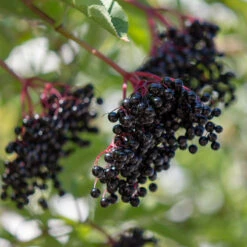 Fläder 10-pack 8 Fläder 10-pack -Garden Supplies Sales 2024 flader sambucus nigra balsta bar