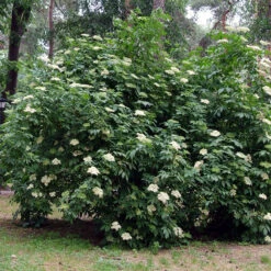 Fläder 10-pack 7 Fläder 10-pack -Garden Supplies Sales 2024 flader sambucus nigra balsta fullvuxen