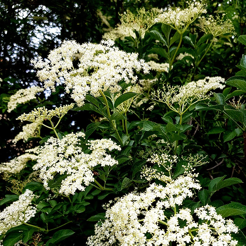 Fläder 10-pack 6 Fläder 10-pack - Image 4