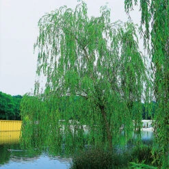 Fontänpil, Salix Pendulina 'Elegantissima'