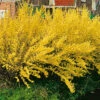 Hybridforsythia 'Lynwood Gold' 2 Hybridforsythia 'Lynwood Gold' -Garden Supplies Sales 2024 forsythia interm lynwood gold