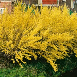 Hybridforsythia 'Lynwood Gold'