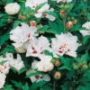 Frilandshibiskus 'Speciosus' -Garden Supplies Sales 2024 frilandshibiskus hibiscus syriacus speciosus