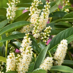 Lagerhägg 'Novita', 10-pack -Garden Supplies Sales 2024 frilandsodlad lagerhagg novita blomma