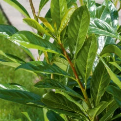 Lagerhägg 'Novita', 10-pack -Garden Supplies Sales 2024 frilandsodlad lagerhagg novita narbild