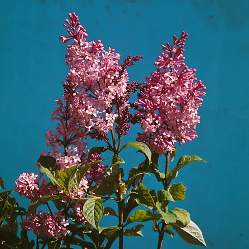 Ungersk Syren 50-80 Cm, 5-pack 3 Ungersk Syren 50-80 Cm, 5-pack