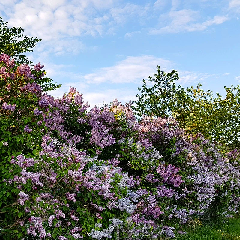 Syren Lila 60-100 Cm, 50-pack 5 Syren Lila 60-100 Cm, 50-pack - Image 3