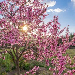 Persika 'Saturn' 7 Persika 'Saturn' -Garden Supplies Sales 2024 frukttrad persika saturn i blom