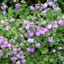 Liten Flocknäva 'Karmina', 6-pack