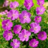 Blodnäva 'Max Frei', 6-pack -Garden Supplies Sales 2024 geranium sanguineum max frei blodnava