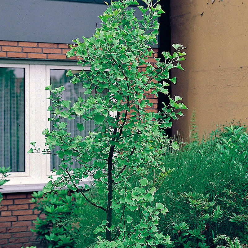 Ginko Biloba (Tempelträd) 4 Ginko Biloba (Tempelträd) - Image 2