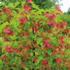Ginnalalönn 50-80 Cm, 100-pack 2 Ginnalalönn 50-80 Cm, 100-pack -Garden Supplies Sales 2024 ginnalalonn acer tataricum ssp ginnala 1