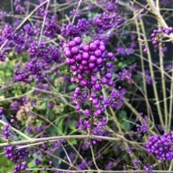 Glasbär 'Profusion', 5-pack 8 Glasbär 'Profusion', 5-pack -Garden Supplies Sales 2024 glasbar profusion 2 1