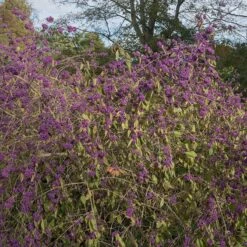 Glasbär 'Profusion', 1-pack 9 Glasbär 'Profusion', 1-pack -Garden Supplies Sales 2024 glasbar profusion 3 2