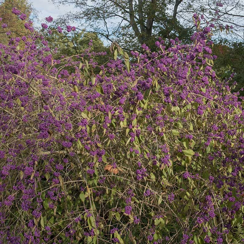 Glasbär 'Profusion', 1-pack 5 Glasbär 'Profusion', 1-pack - Image 3