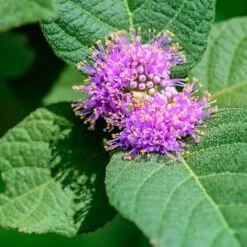 Glasbär 'Profusion', 1-pack 10 Glasbär 'Profusion', 1-pack -Garden Supplies Sales 2024 glasbar profusion 4 2