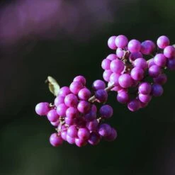 Glasbär 'Profusion', 3-pack 11 Glasbär 'Profusion', 3-pack -Garden Supplies Sales 2024 glasbar profusion 5