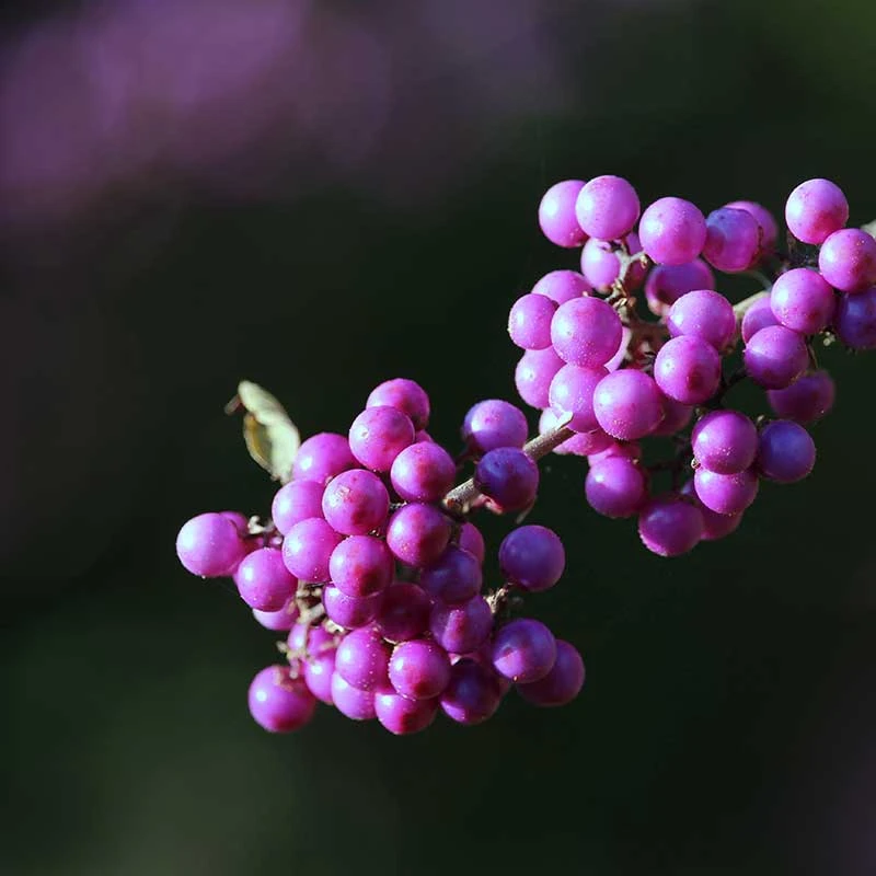 Glasbär 'Profusion', 3-pack 7 Glasbär 'Profusion', 3-pack - Image 5