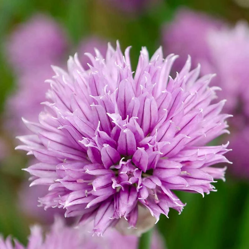 Gräslök, 6-pack 4 Gräslök, 6-pack - Image 2