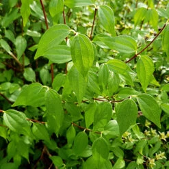 Smultronschersmin 10-pack -Garden Supplies Sales 2024 grona blad pa smultronschersmin 1