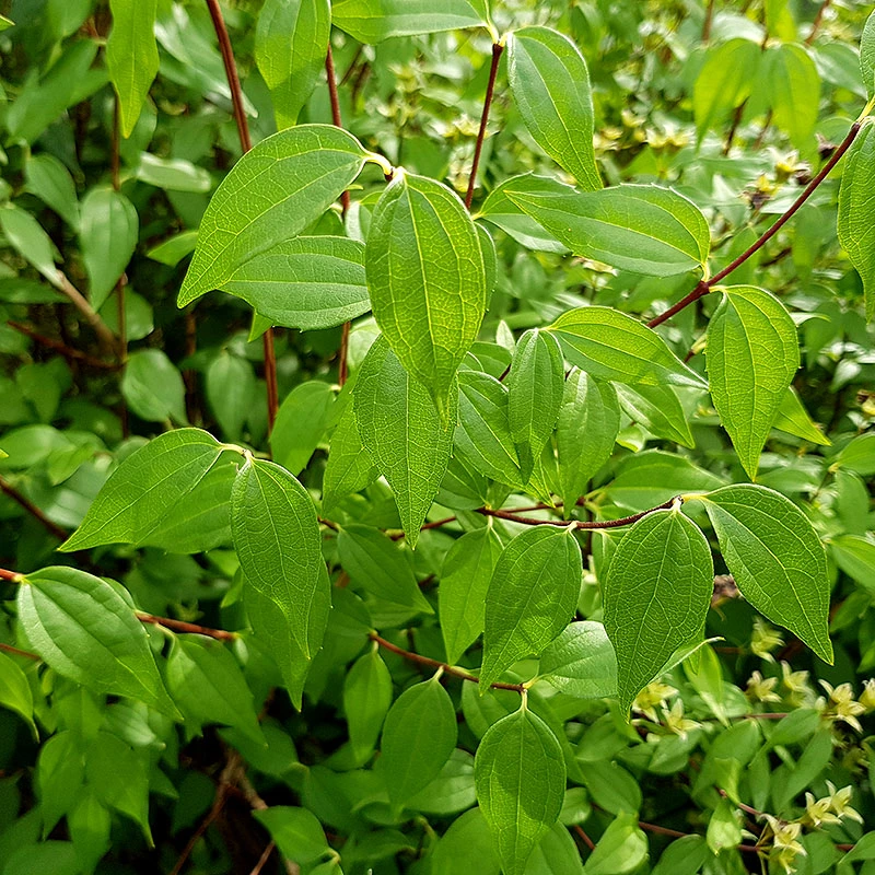 Smultronschersmin 30-50 Cm, 100-pack 5 Smultronschersmin 30-50 Cm, 100-pack - Image 3