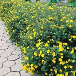 Ölandstok Goldfinger 30-50 Cm, 10-pack -Garden Supplies Sales 2024 gul olandstok i hackplantering