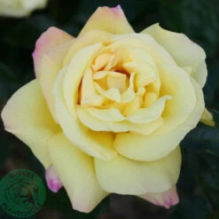 Ros 'Peace' -Garden Supplies Sales 2024 gul ros peace