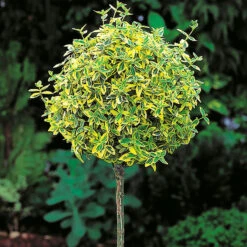 Gulbrokig Klätterbenved 'Emerald'n Gold'