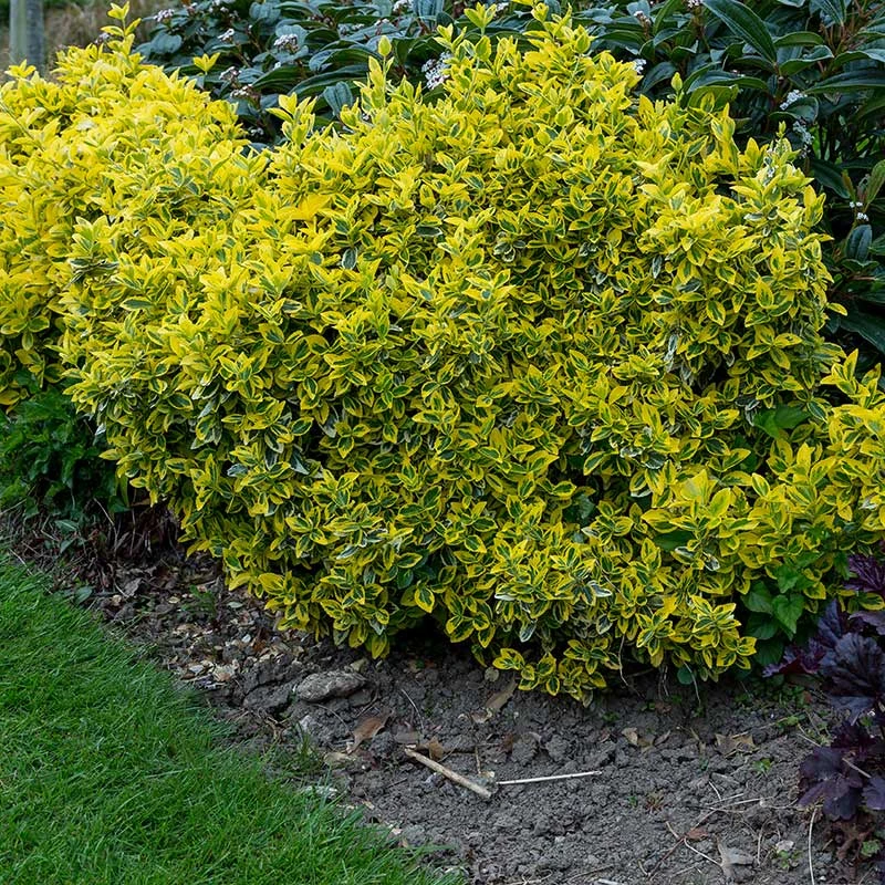 Gulbrokig Klätterbenved 'Emerald'n Gold' 10-pack 5 Gulbrokig Klätterbenved 'Emerald'n Gold' 10-pack - Image 3